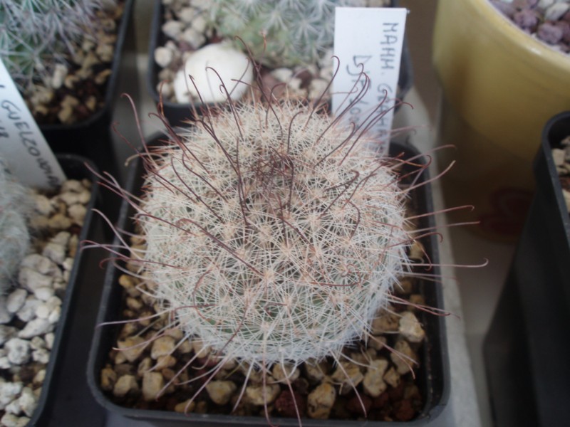 Mammillaria grahamii 