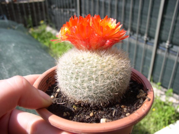 Parodia haselbergii 