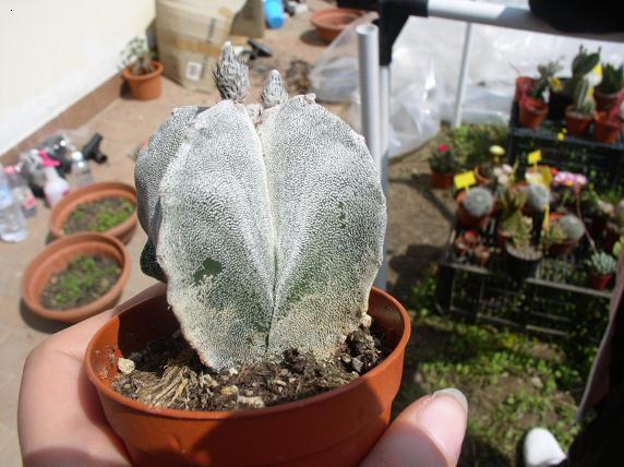 Astrophytum myriostigma 