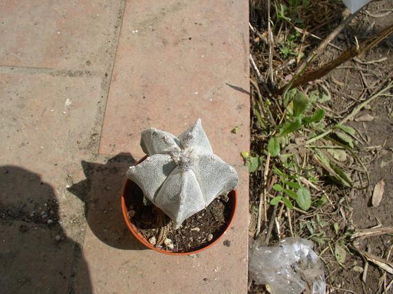 Astrophytum myriostigma 