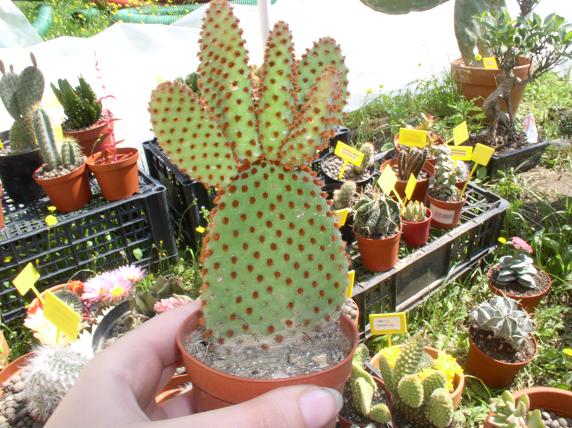 Opuntia microdasys 