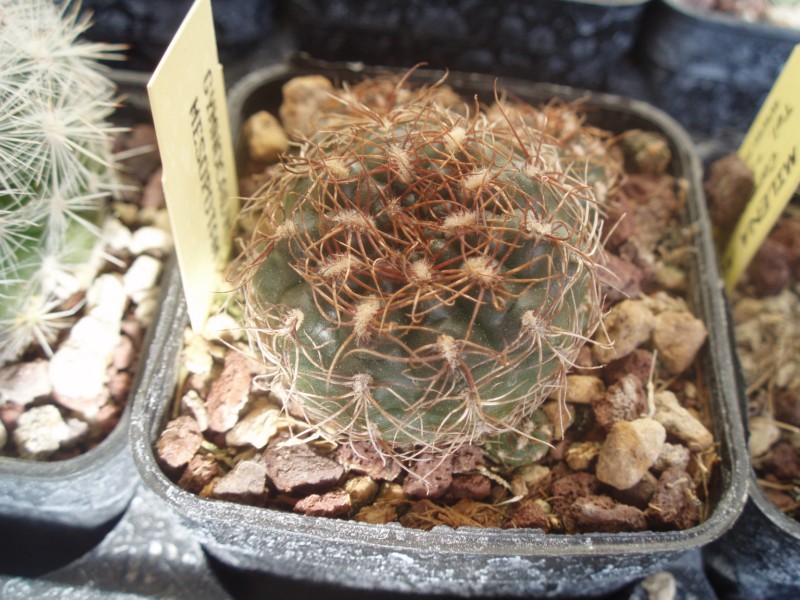 Gymnocalycium mesopotamicum 