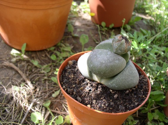 Pleiospilos nelii 