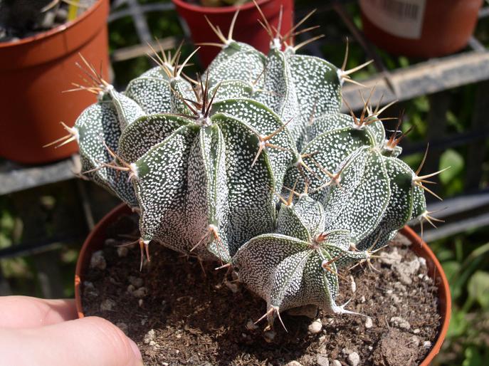 Astrophytum ornatum 