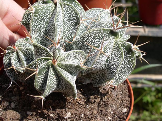 Astrophytum ornatum 