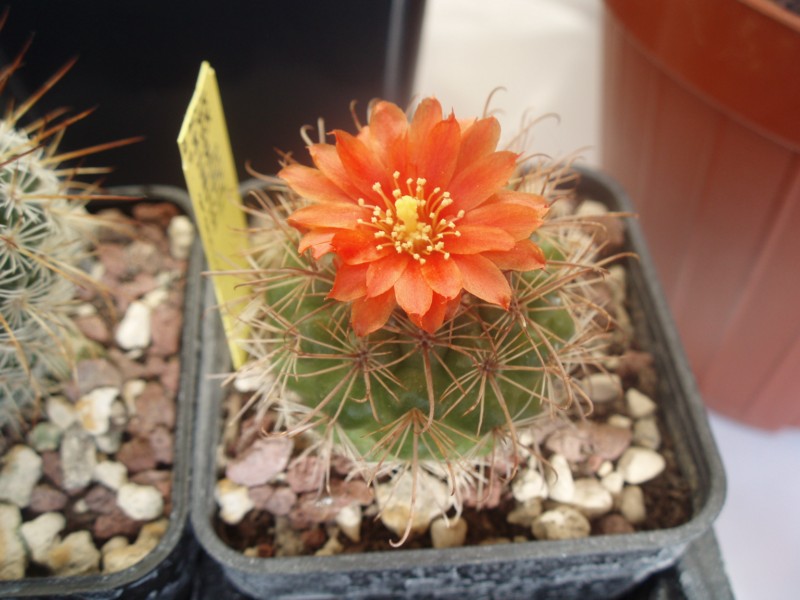 Parodia minuta 