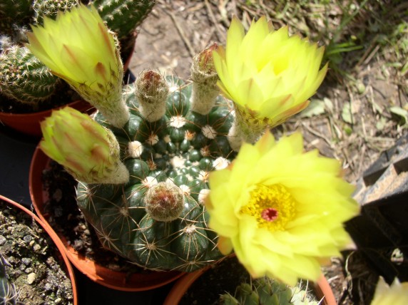 Parodia werneri v. flaviflora 