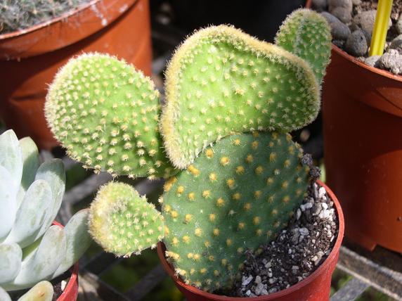 Opuntia microdasys 