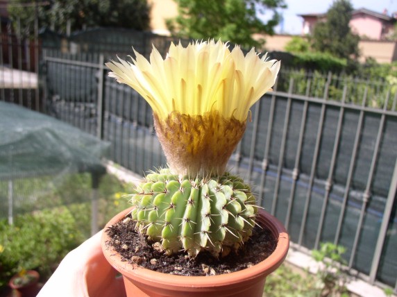 Parodia buiningii 