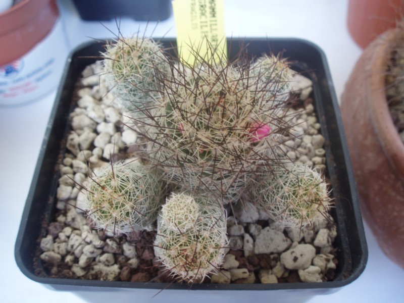 Mammillaria gracilis v. fragilis 