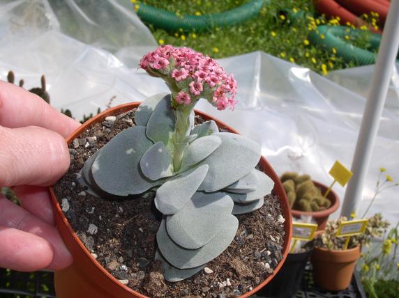 Crassula cv. morgan's beauty 