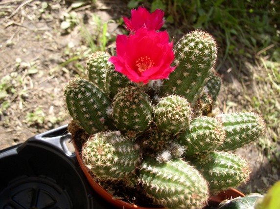 Chamaecereus silvestrii 