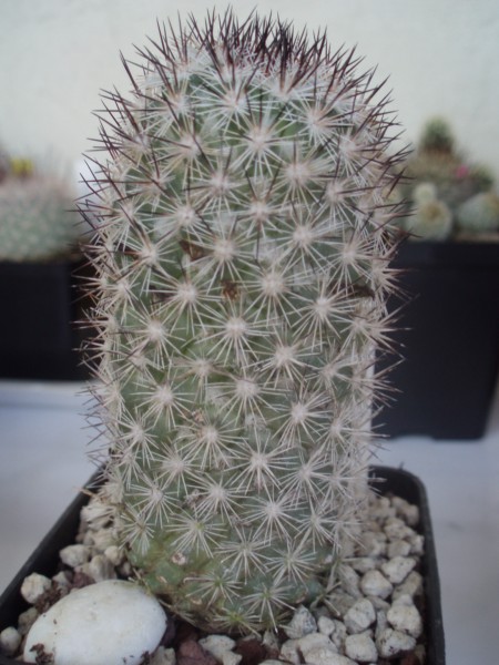 Mammillaria albicans 