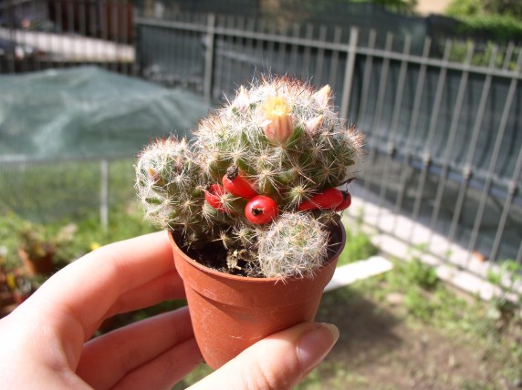 Mammillaria prolifera 