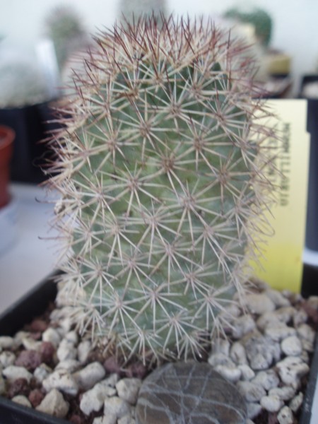 Mammillaria sheldonii 