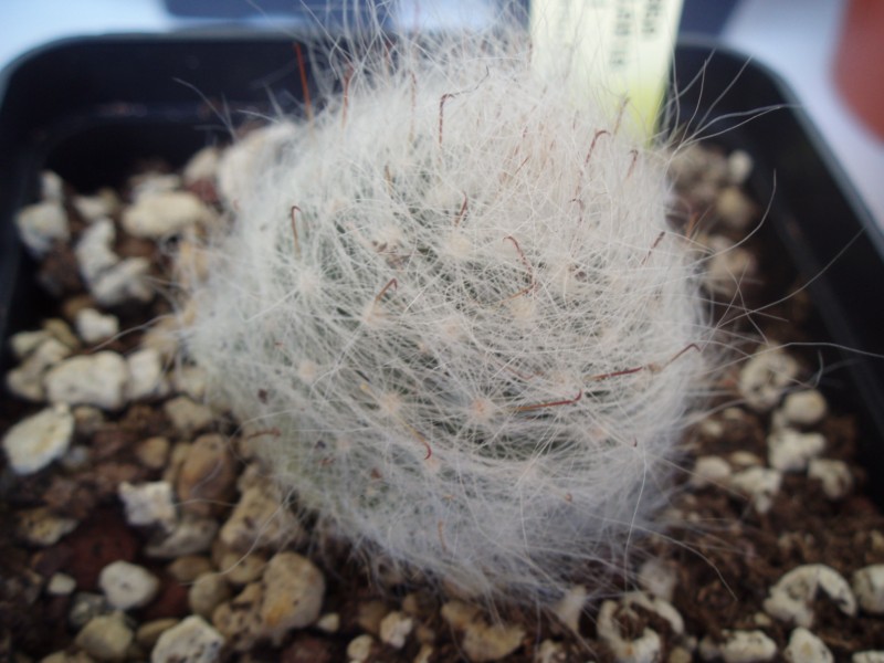 Mammillaria glassii v. nominis-dulcis 