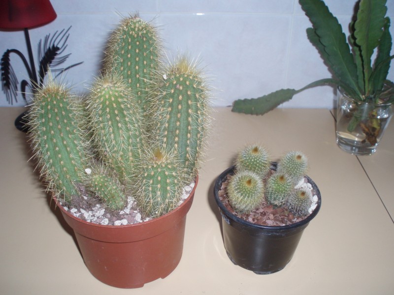 notocactus leninghausii 