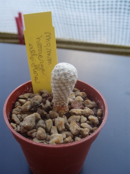 Mammillaria herrerae v. albiflora 
