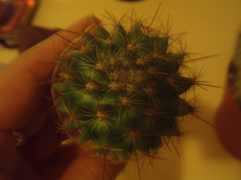 mammillaria  