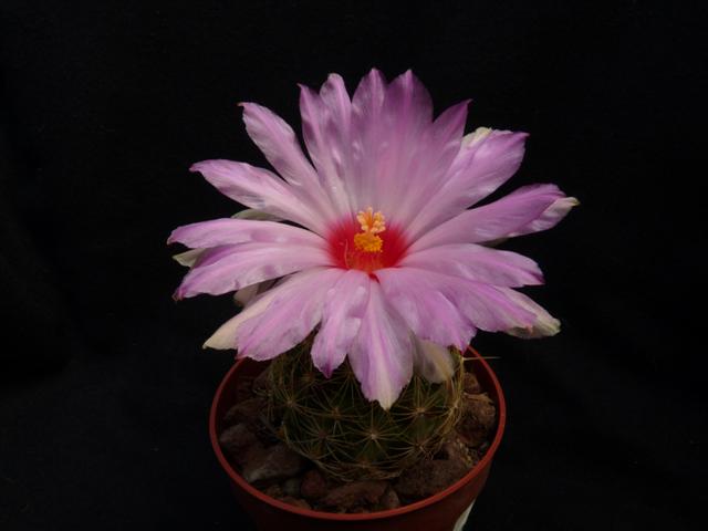 Thelocactus bicolor 