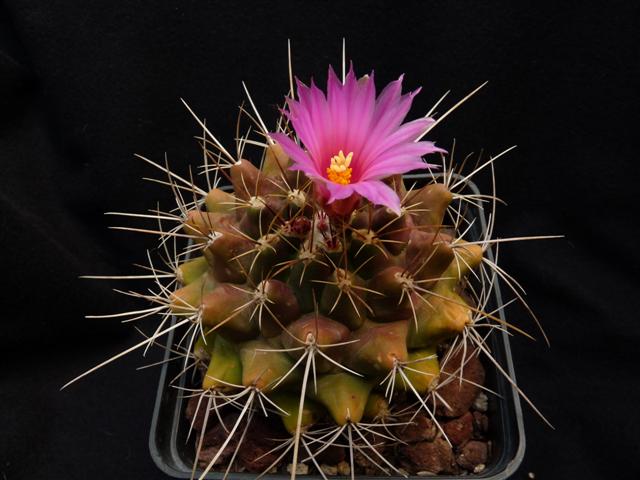 Thelocactus buekii ssp. matudae 