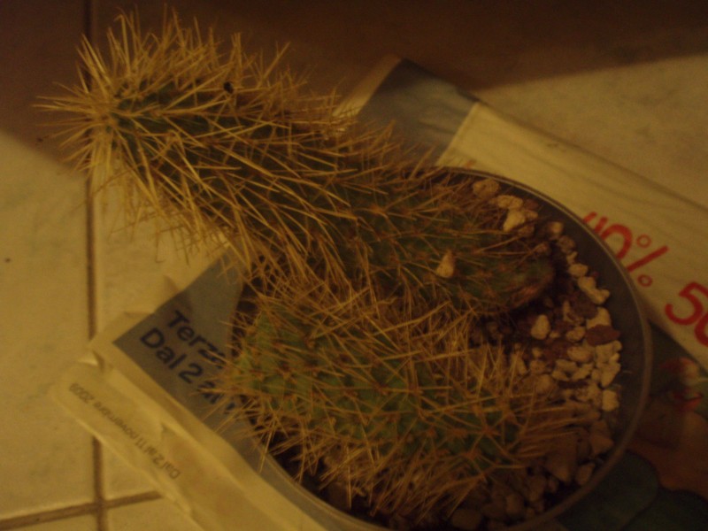 opuntia tunicata? 