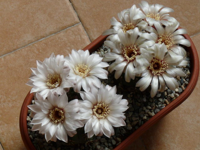 Gymnocalycium quehlianum 