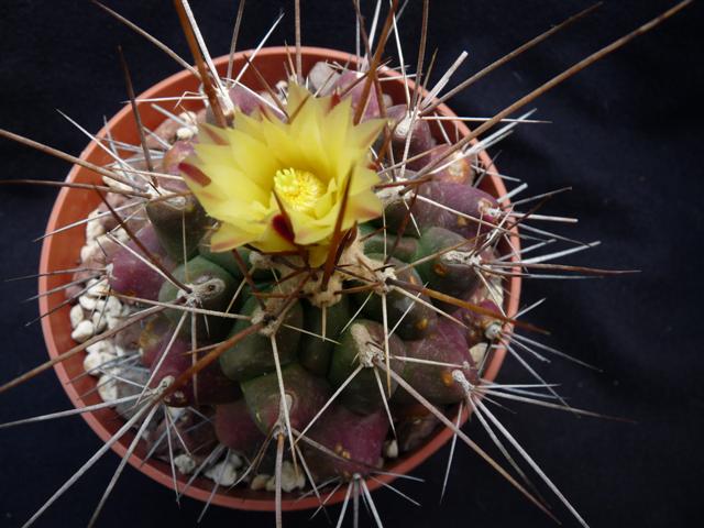 thelocactus conothelos ssp. flavus