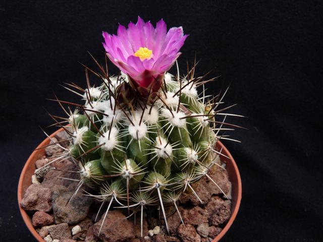 Thelocactus conothelos v. argenteus 