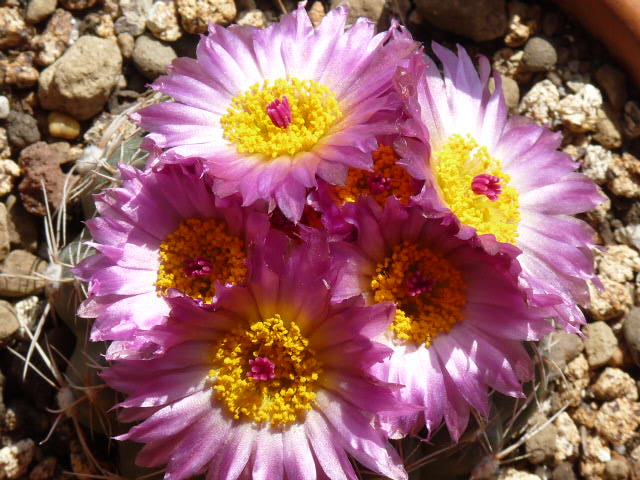 Parodia werneri 