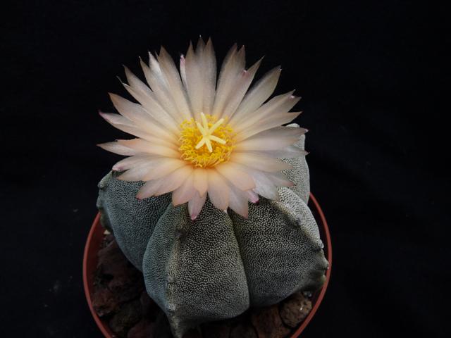 Astrophytum myriostigma ssp. tulense 