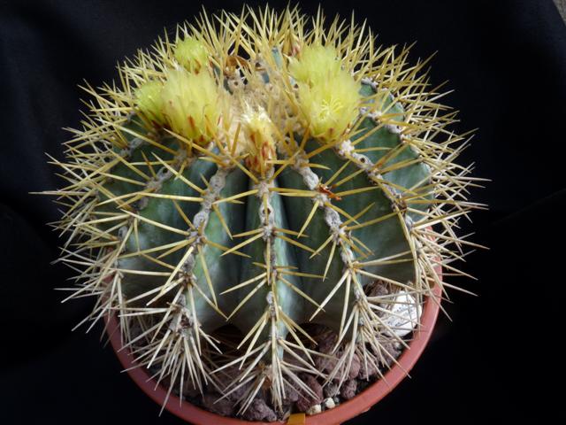 Ferocactus glaucescens 