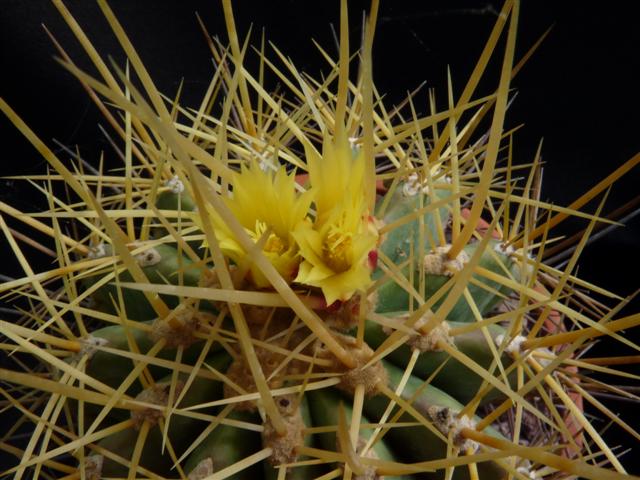 Ferocactus reppenhagenii 