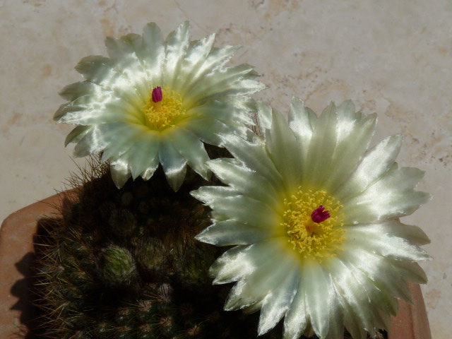 Parodia concinna 