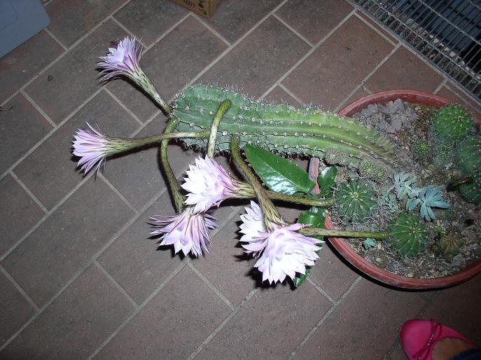 Echinopsis oxygona 