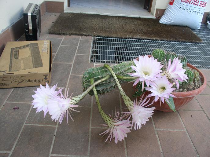 Echinopsis oxygona 