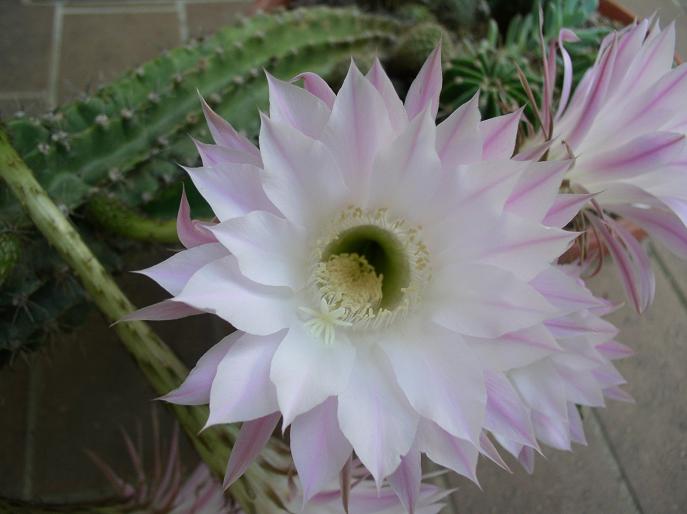 Echinopsis oxygona 