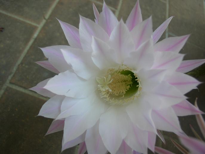 Echinopsis oxygona 