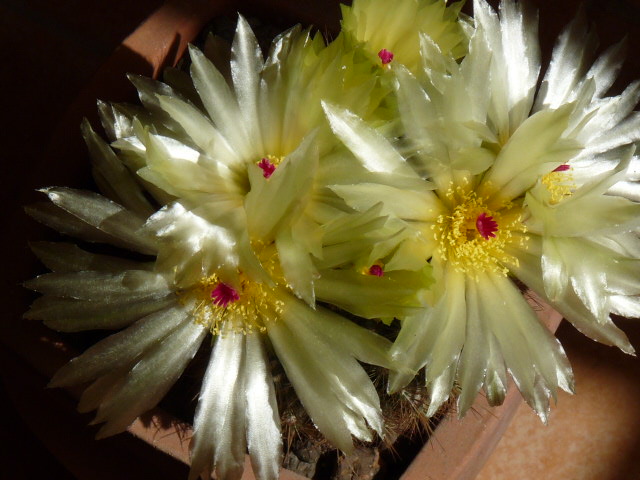 parodia concinna