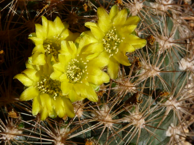 Weingartia lanata 