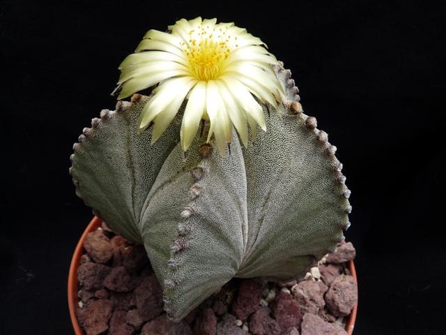 Astrophytum myriostigma 