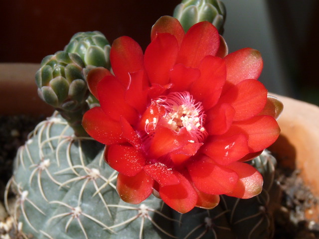 Gymnocalycium baldianum 