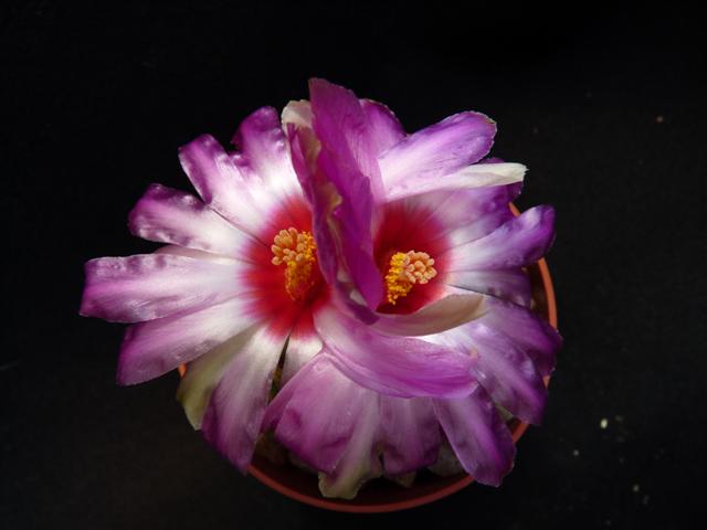 Thelocactus bicolor 