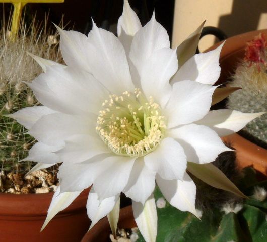 Echinopsis subdenudata 