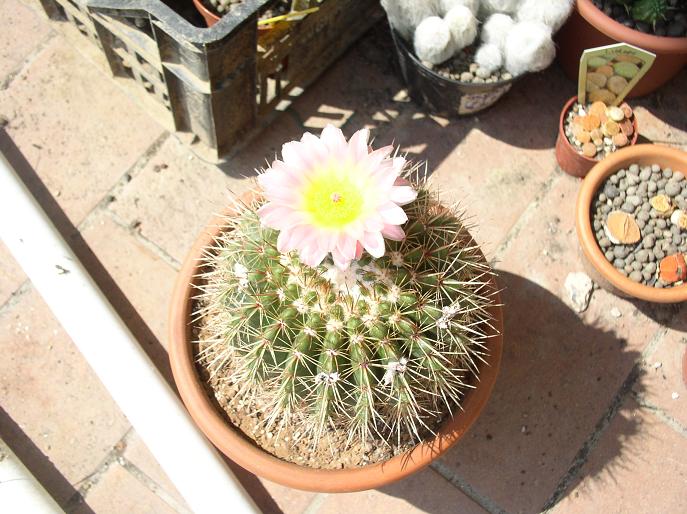 Parodia roseolutea 