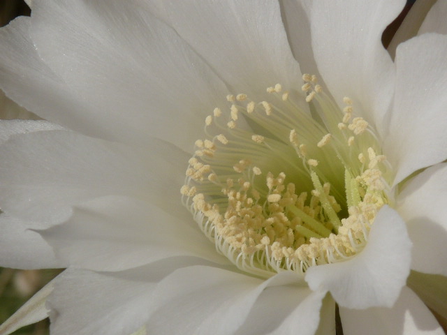 Echinopsis subdenudata 