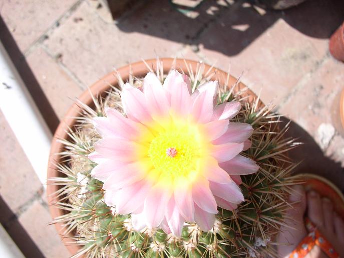 Parodia roseolutea 