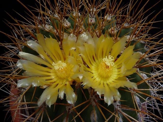 Ferocactus pottsii v. alamosanus 