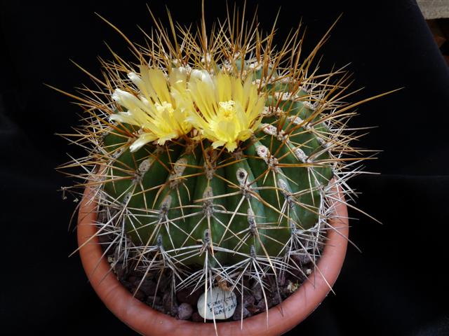 Ferocactus alamosanus 