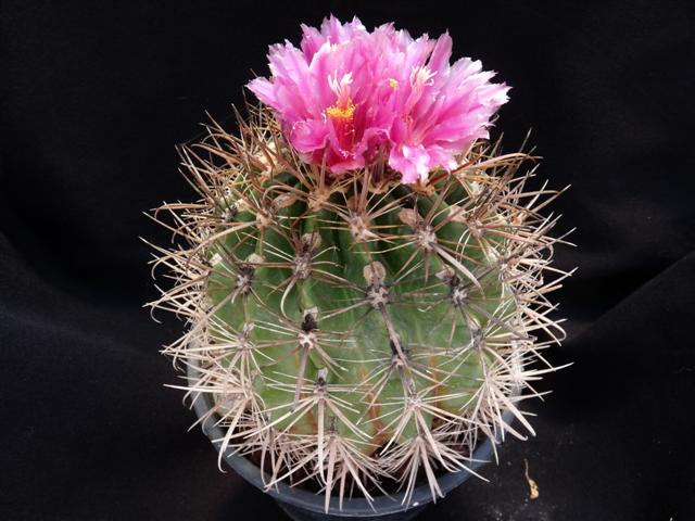 Ferocactus fordii 